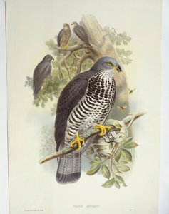 Pernice (Pernis apivorus), illustrazione da John Gould
