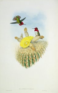 Colibrì, inciso da Walter e Cohn da John Gould