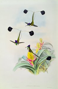 Colibrì, inciso da Walter e Cohn