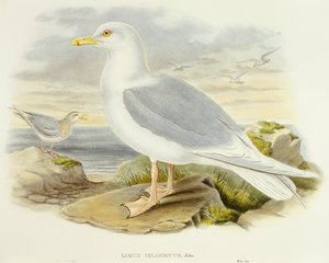 Gabbiano islandese (incisione di John Gould)