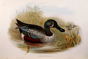 Illustrazione da "The Birds of Australia" di John Gould rappresentante Anatra australasiana (Anas rhynchotis variegata), di Oscar Dressler da John Gould