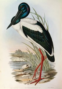 Illustrazione da "The Birds of Australia" di John Gould rappresentante Black-necked Stork Ephippiorhynchus asiaticus da John Gould