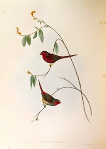 Illustrazione da "The Birds of Australia" di John Gould che rappresenta il Fringuello cremisi Neochmia phaeton, incisione colorata da John Gould