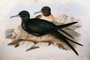 Illustrazione da "The Birds of Australia" di John Gould rappresentante Lesser Frigatebird Fregata ariel, di Oscar Dressler da John Gould