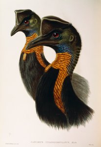 Illustrazione da "The Birds of Australia" di John Gould rappresentante Casuario settentrionale Casuarius unappendiculatus, di Oscar Dressler da John Gould