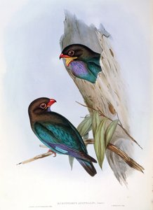 Illustrazione da "The Birds of Australia" di John Gould rappresentante Dollarbird orientale Eurystomus orientalis