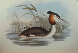 Illustrazione da "The Birds of Australia" di John Gould rappresentante Svasso crestato australe Podiceps cristatus australis da John Gould