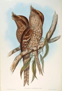 Illustrazione da "Gli Uccelli dell
