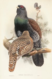 Illustrazione da "The Birds of Great Britain" di John Gould rappresentante Gallo cedrone Tetrao urogallus da John Gould