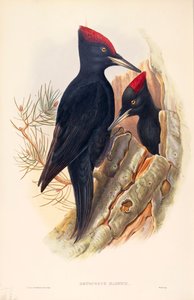 Illustrazione da "The Birds of Great Britain" di John Gould rappresentante coppia di Picchi neri Dryocopus martius