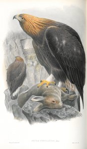 Illustrazione di Aquila Chrysaetos (Aquila Reale) da John Gould