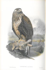 Illustrazione di Archibuteo Lagopus (Poiana calzata) da John Gould