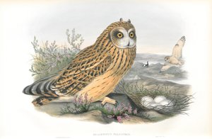 Illustrazione di Brachyotus Palustris (Gufo di palude) da John Gould