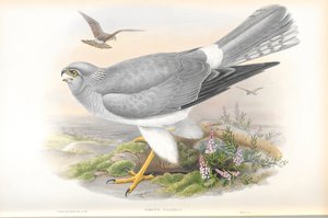 Illustrazione di Circus Cyaneus (Falco di palude)