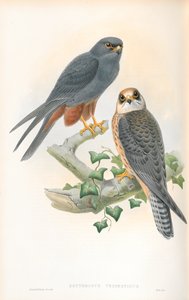 Illustrazione di Erythropus Vespertinus (Falco dalle zampe arancioni) da John Gould