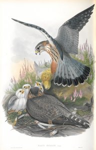 Illustrazione di Falco Aesalon (Falco smeriglio) da John Gould