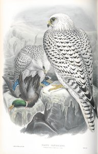 Illustrazione di Falco Candicans (Falco della Groenlandia Razza Scura) da John Gould