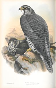 Illustrazione di Falco Gyrfalco (Girfalco norvegese)
