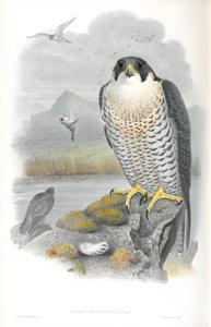 Illustrazione di Falco Peregrinus (Falco pellegrino)