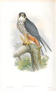Illustrazione di Falco Subbuteo (Falco lodolaio) da John Gould