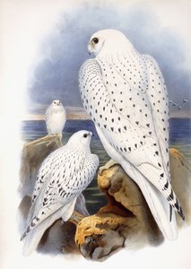Illustrazione di falchi