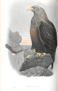 Illustrazione di Haliaetus Albicilla (Aquila di Mare) da John Gould