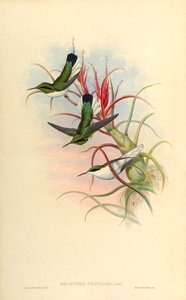 Illustrazione di Heliothrix phainolaema (= Heliothryx auritus phainolaemus) (colibrì) su Tillandsia bulbosa (bromeliacea) da John Gould
