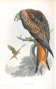 Illustrazione di Milvus Regalis (Nibbio reale) da John Gould