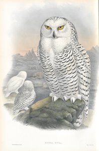 Illustrazione di Nyctea Nivea (Gufo delle nevi) da John Gould