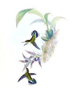 Illustrazione di Phlogophilus hemileucurus su Paphinia cristata (orchidea) da John Gould