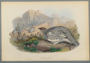 Lagopus Mutus, piumaggio autunnale: Pernice bianca da John Gould