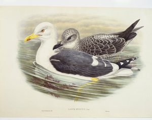 Gabbiano nordico (Larus fuscus), illustrazione da John Gould