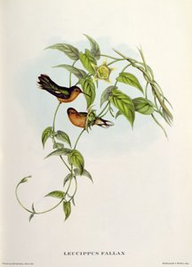 Leucippo Fallace da John Gould