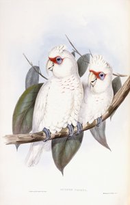 Cacatua dal becco lungo da John Gould
