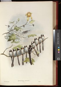 Cincia dal Lungo Codino da John Gould