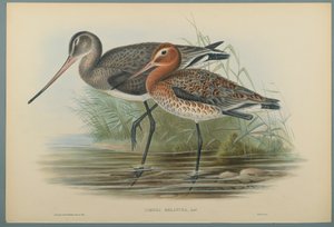 Lurinosa melanura da John Gould