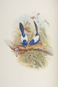 Malurus leuconotus, da "The Birds of Australia" di John Gould, 1840 da John Gould