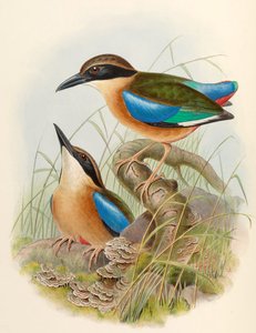 Pitta delle mangrovie (Pitta dalle ali blu) Pitta megarhyncha Schlegel da John Gould