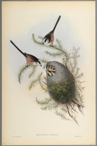 Mecistura Caudata - Cincia dal lungo codino da John Gould