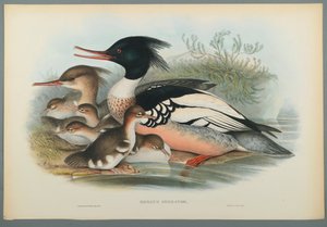 Smergo minore da John Gould