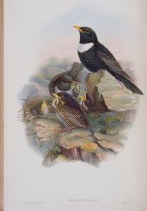 Merula Torquata, tavola da The Birds of Great Britain di John Gould, pubblicato 1862-73 da John Gould