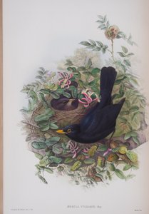 Merula Vulgaris, tavola da The Birds of Great Britain di John Gould, pubblicato 1862-73 da John Gould