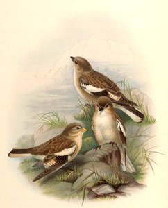 Montifringilla adamsi da John Gould