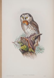 Nyctale Tengmalmi, tavola da The Birds of Great Britain di John Gould, pubblicato 1862-73 da John Gould