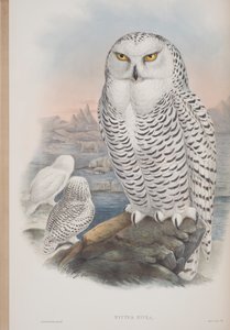 Nyctea Nivea, tavola da The Birds of Great Britain di John Gould, pubblicato 1862-73 da John Gould
