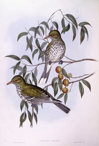Oriolo dal dorso oliva (Oriolus sagittatus), incisione di John Gould da John Gould
