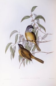 Fischiatore olivaceo (Pachycephala olivacea), Incisione di John Gould