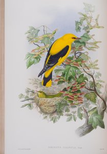 Oriolus Galbula, tavola da The Birds of Great Britain di John Gould, pubblicato 1862-73 da John Gould