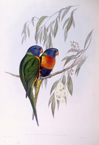 Lorichetti ornato (Trichoglossus ornatus), incisione di John Gould