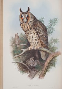 Otus Vulgaris, tavola da The Birds of Great Britain di John Gould, pubblicato 1862-73 da John Gould